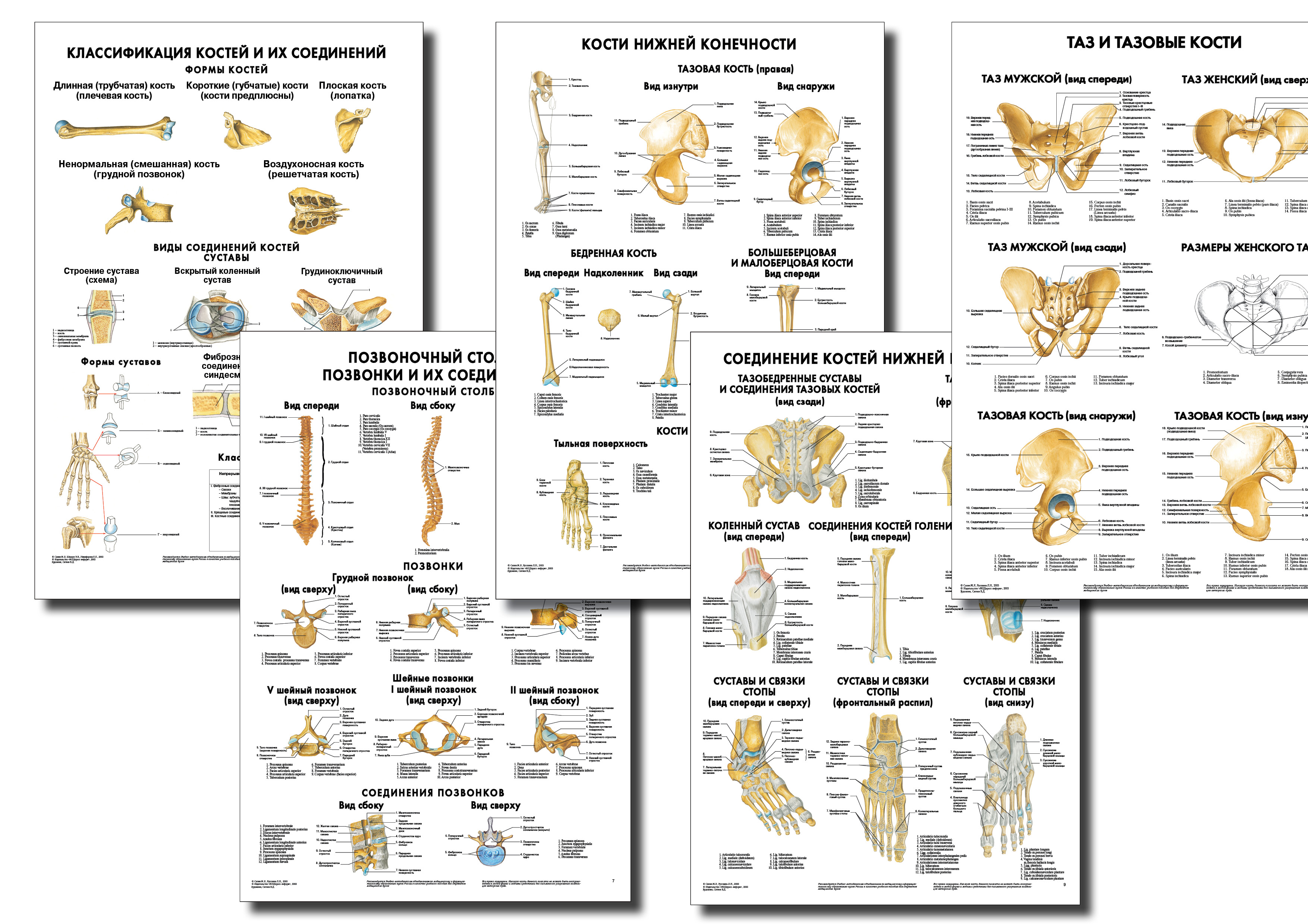 Анатомические плакаты 2 Анатомические плакаты 2