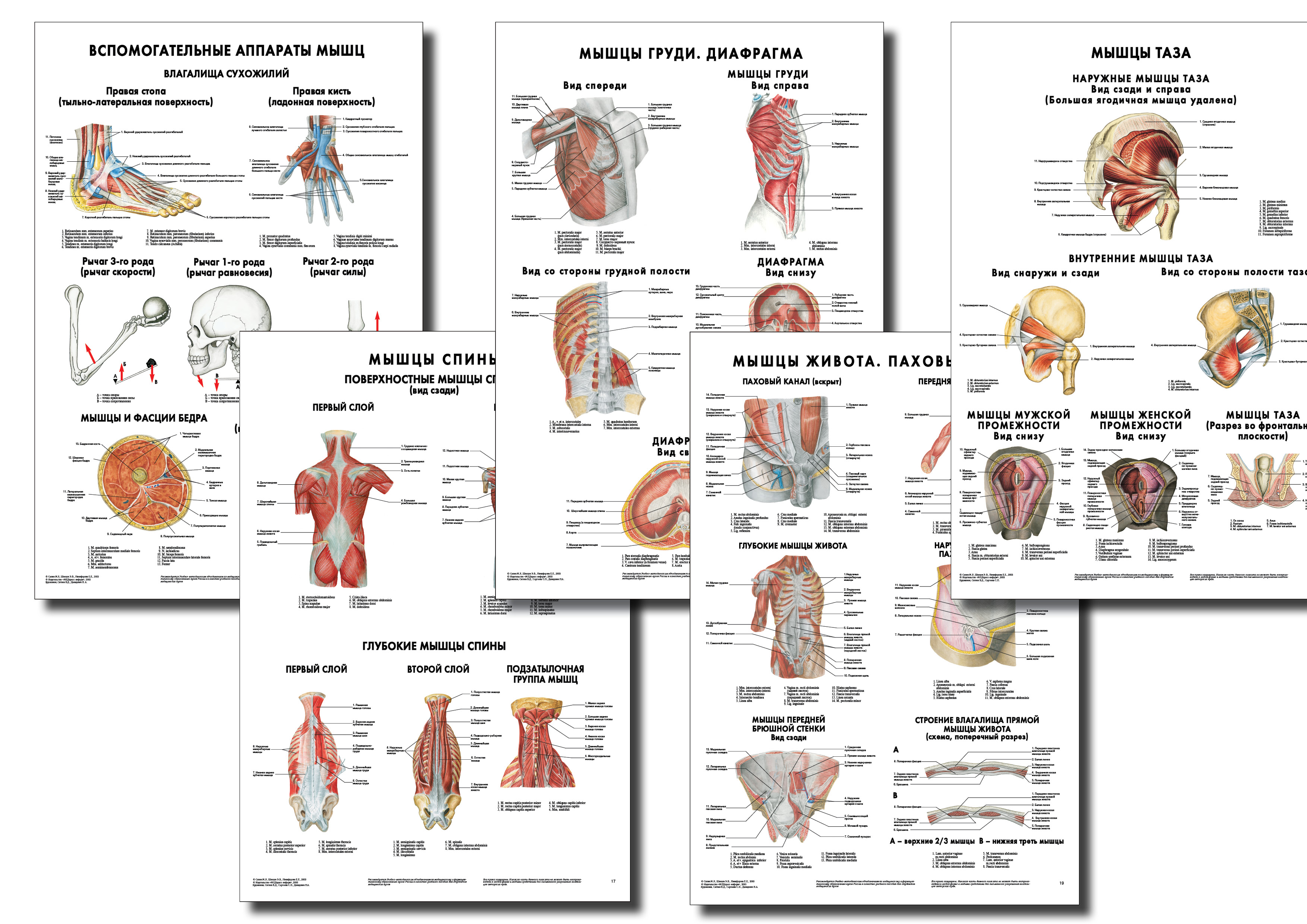 Анатомические плакаты 4 (1) Анатомические плакаты 4 (1)