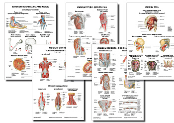 Анатомические плакаты комплект 4