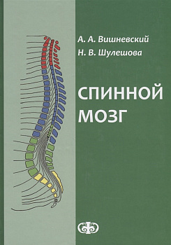 Спинной мозг