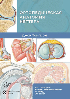 Ортопедическая анатомия Неттера