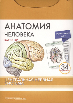 Анатомия человека: КАРТОЧКИ (34 шт). Центральная нервная система