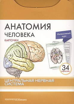 Анатомия человека: КАРТОЧКИ (34 шт). Центральная нервная система